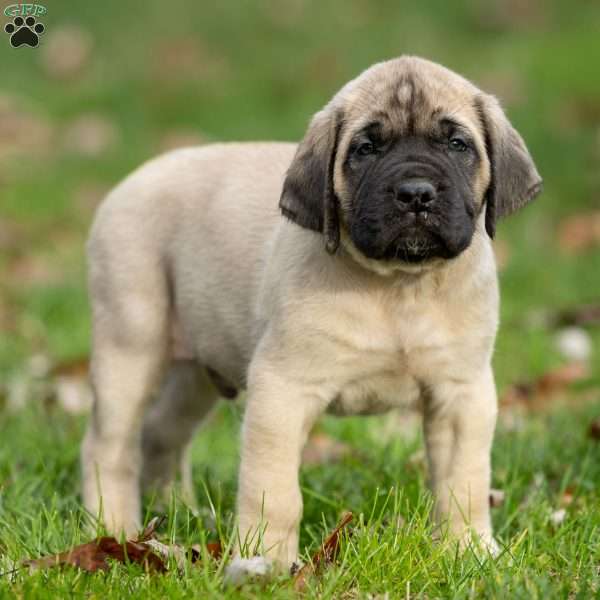 Tucker, English Mastiff Puppy